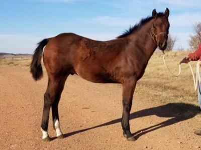 Whiskey Up Latigo JW <BR> AQHA 6005067